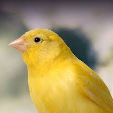 Hot Car - canary.jpg